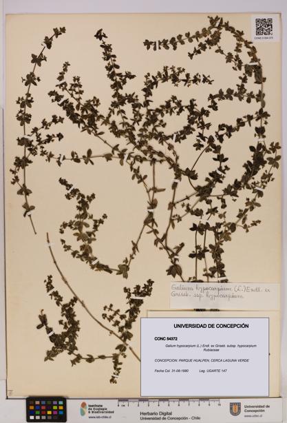 Galium hypocarpium subsp. hypocarpium [Espécimen: UDEC:CONC:0054372]