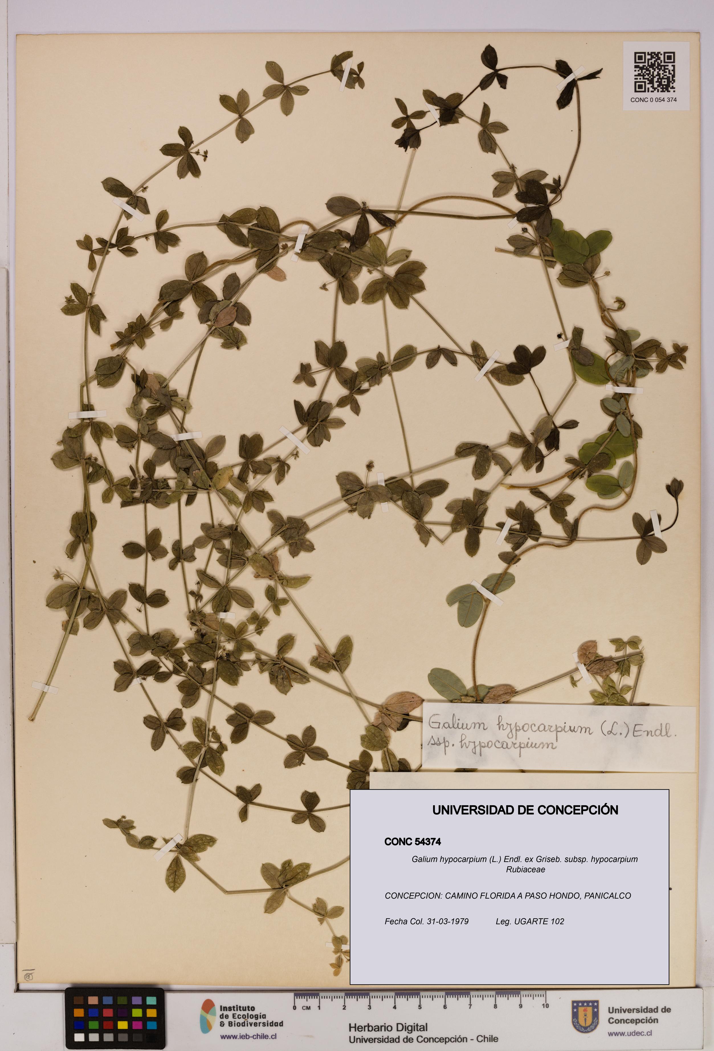 Galium hypocarpium subsp. hypocarpium [Espécimen: UDEC:CONC:0054374]