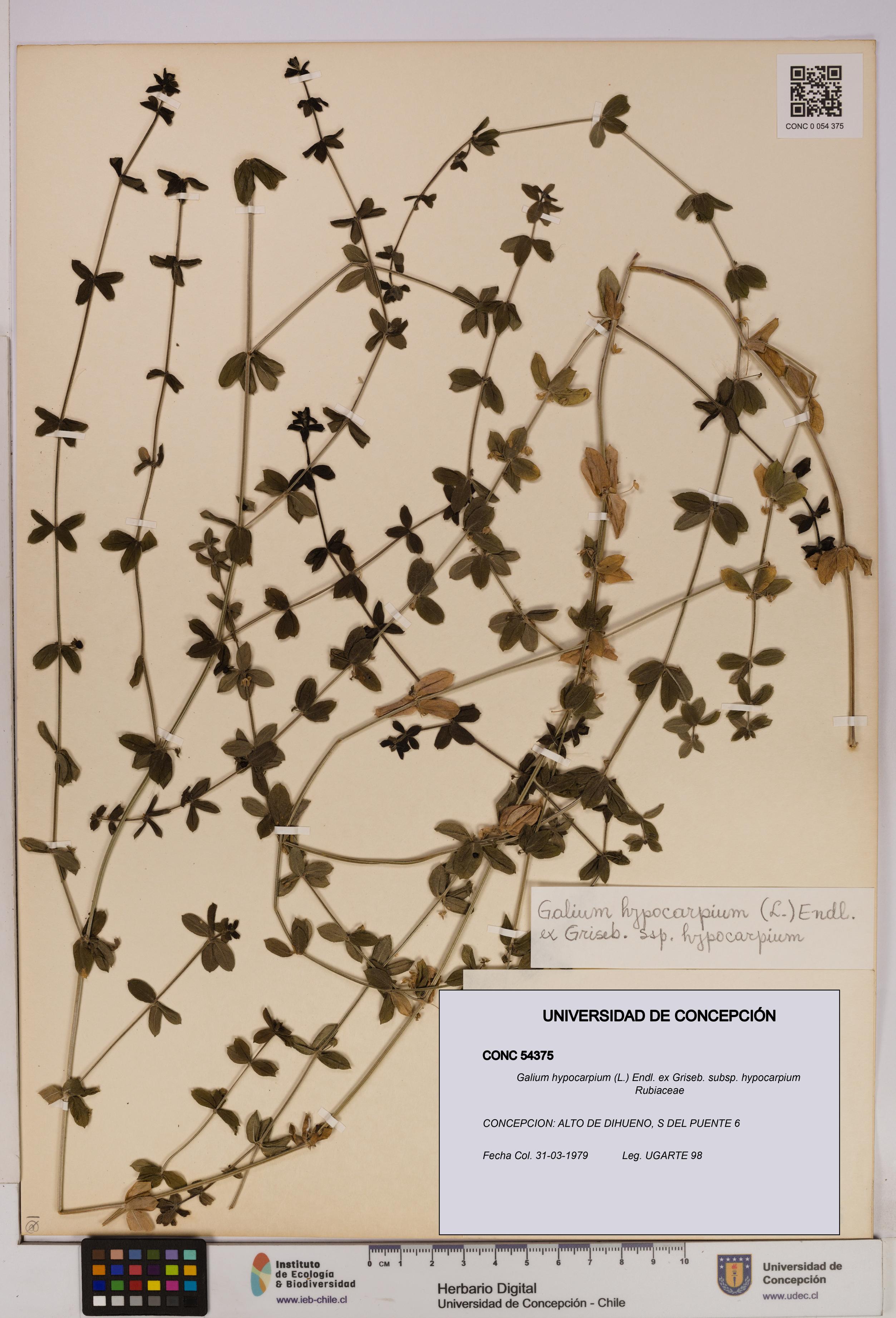 Galium hypocarpium subsp. hypocarpium [Espécimen: UDEC:CONC:0054375]