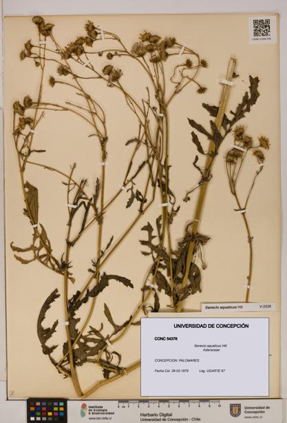 Senecio aquaticus [Espécimen: UDEC:CONC:0054376]