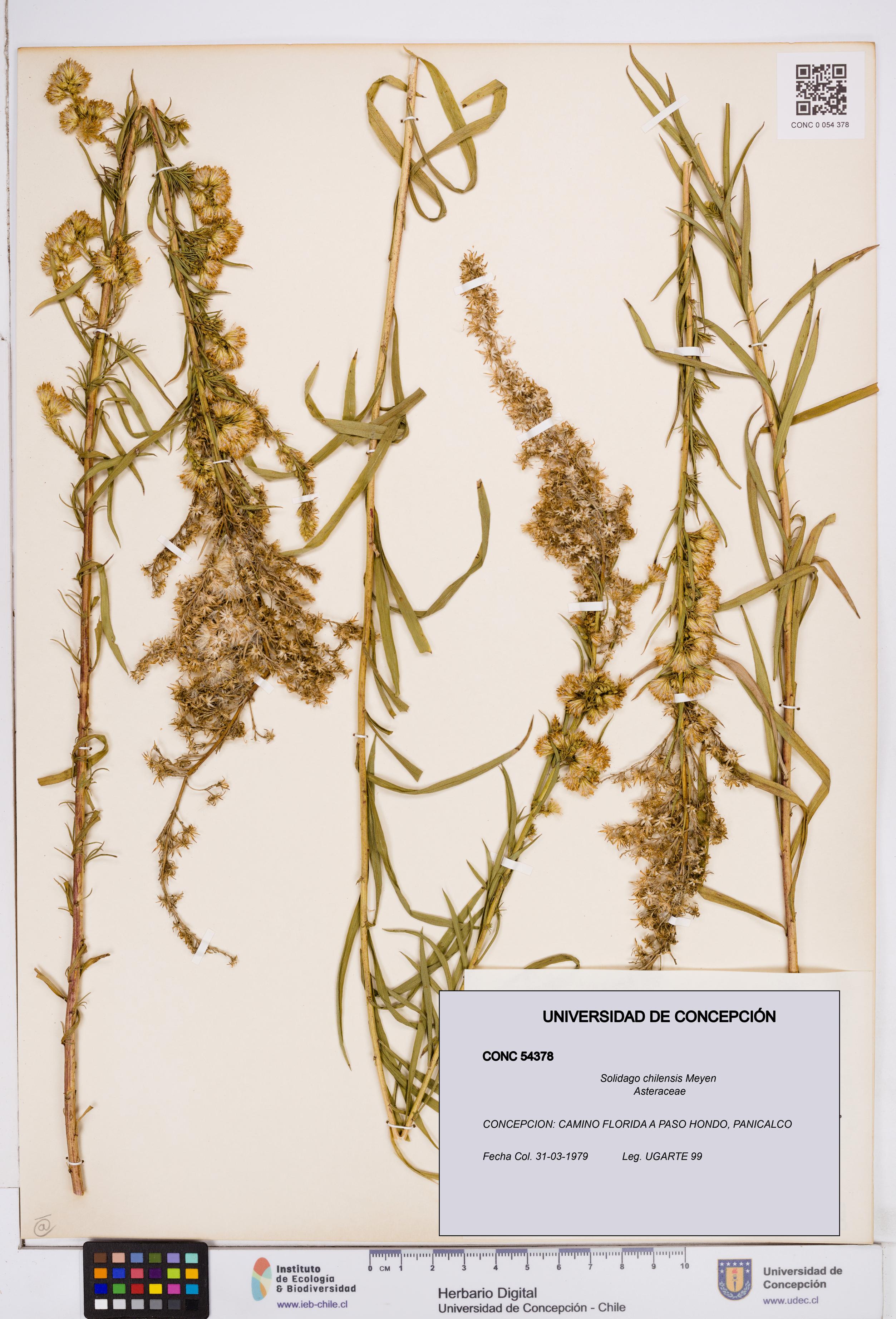 Solidago chilensis [Espécimen: ]