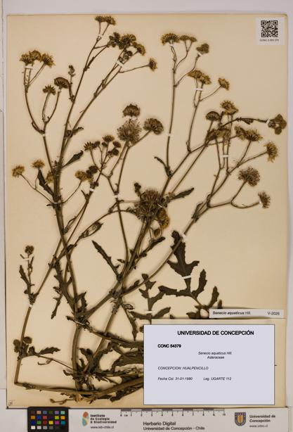 Senecio aquaticus [Espécimen: UDEC:CONC:0054379]