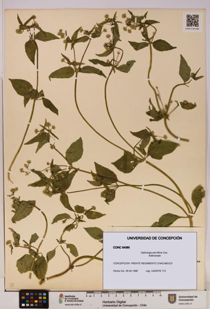 Galinsoga parviflora [Espécimen: UDEC:CONC:0054380]