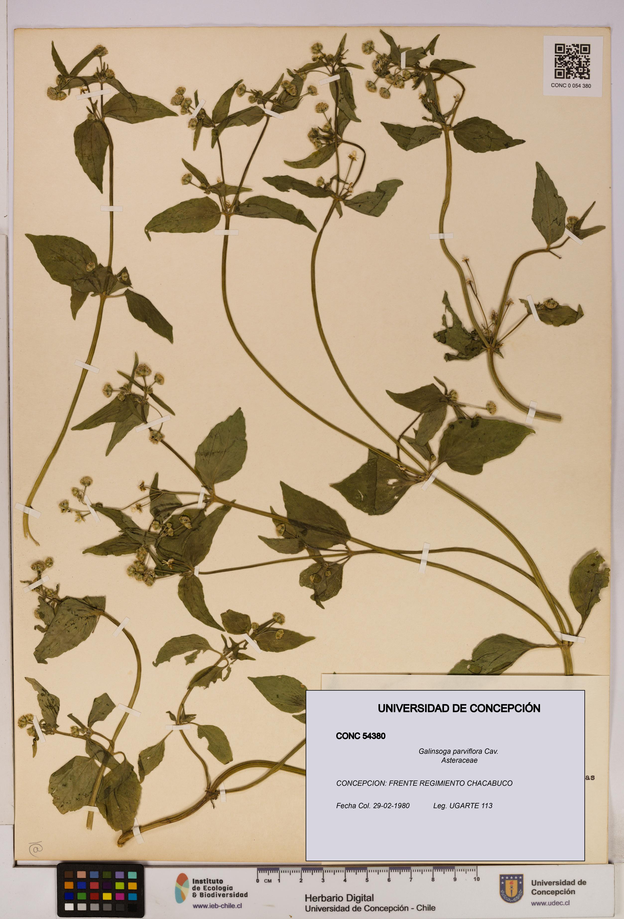 Galinsoga parviflora [Espécimen: UDEC:CONC:0054380]