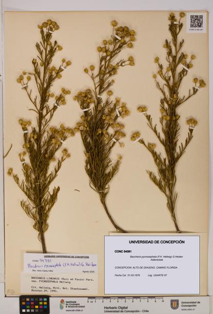 Baccharis pycnocephala [Espécimen: UDEC:CONC:0054381]