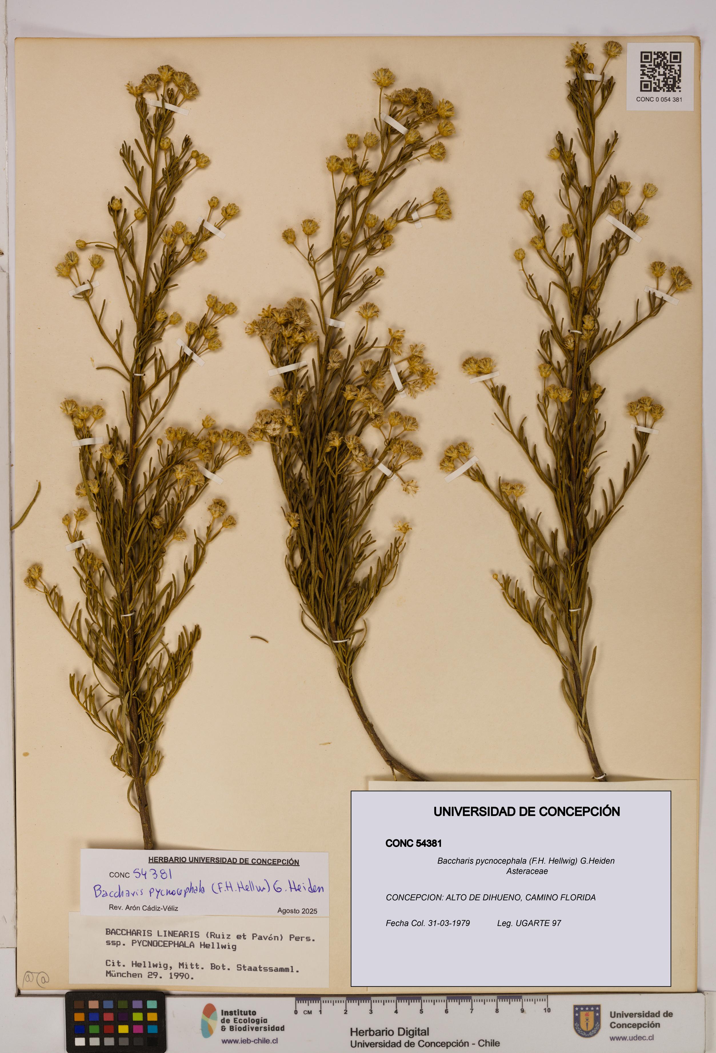 Baccharis pycnocephala [Espécimen: UDEC:CONC:0054381]
