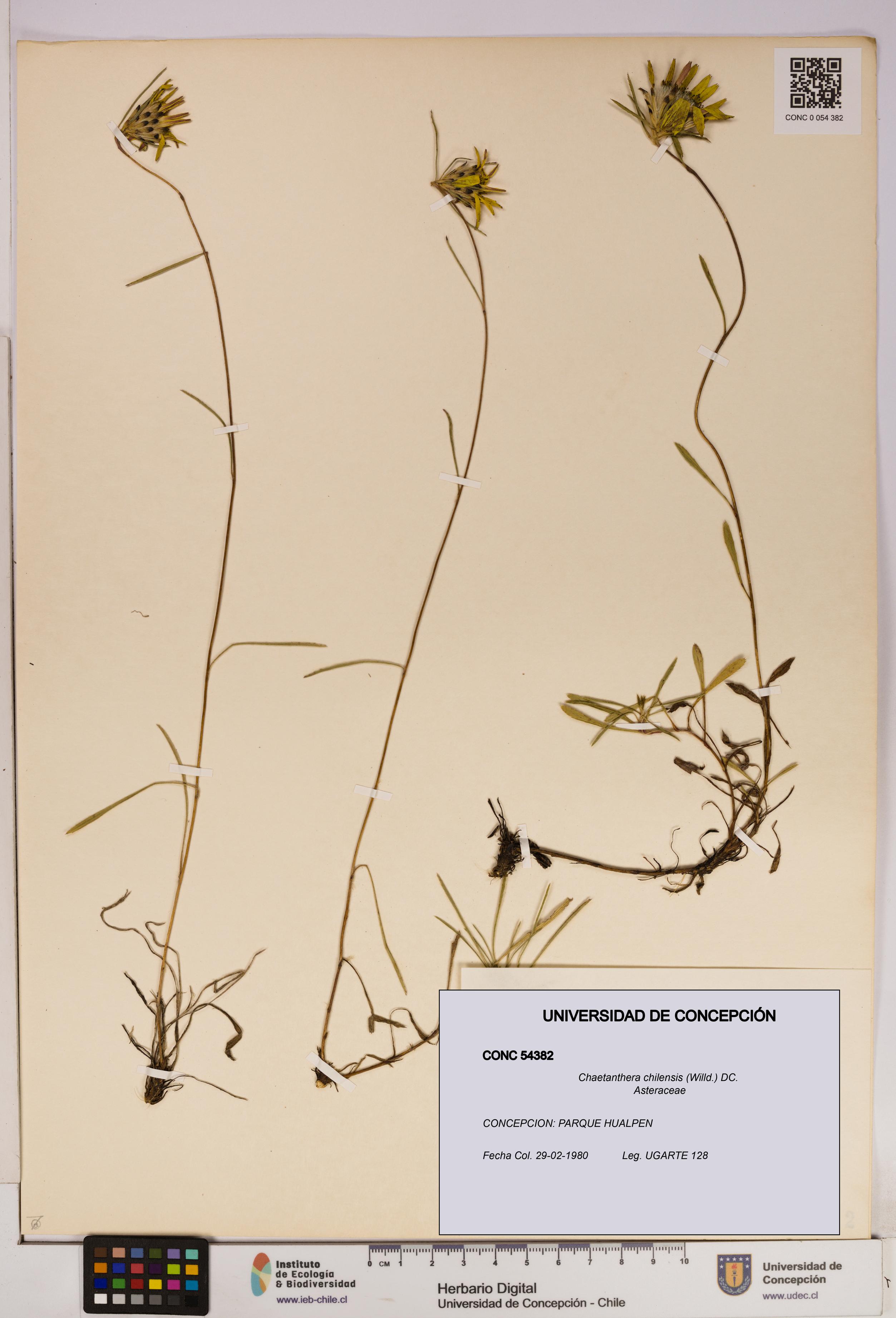 Chaetanthera chilensis [Espécimen: UDEC:CONC:0054382]