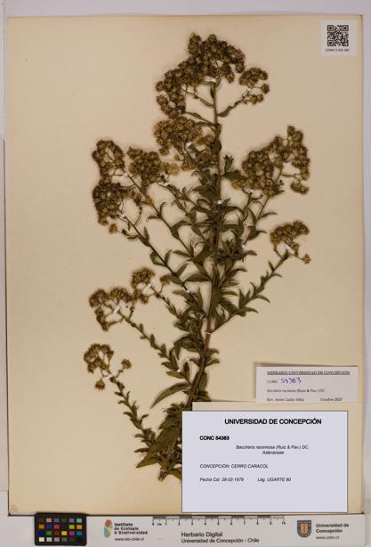 Baccharis racemosa [Espécimen: UDEC:CONC:0054383]