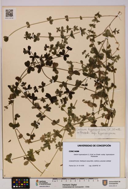 Galium hypocarpium subsp. hypocarpium [Espécimen: UDEC:CONC:0054396]