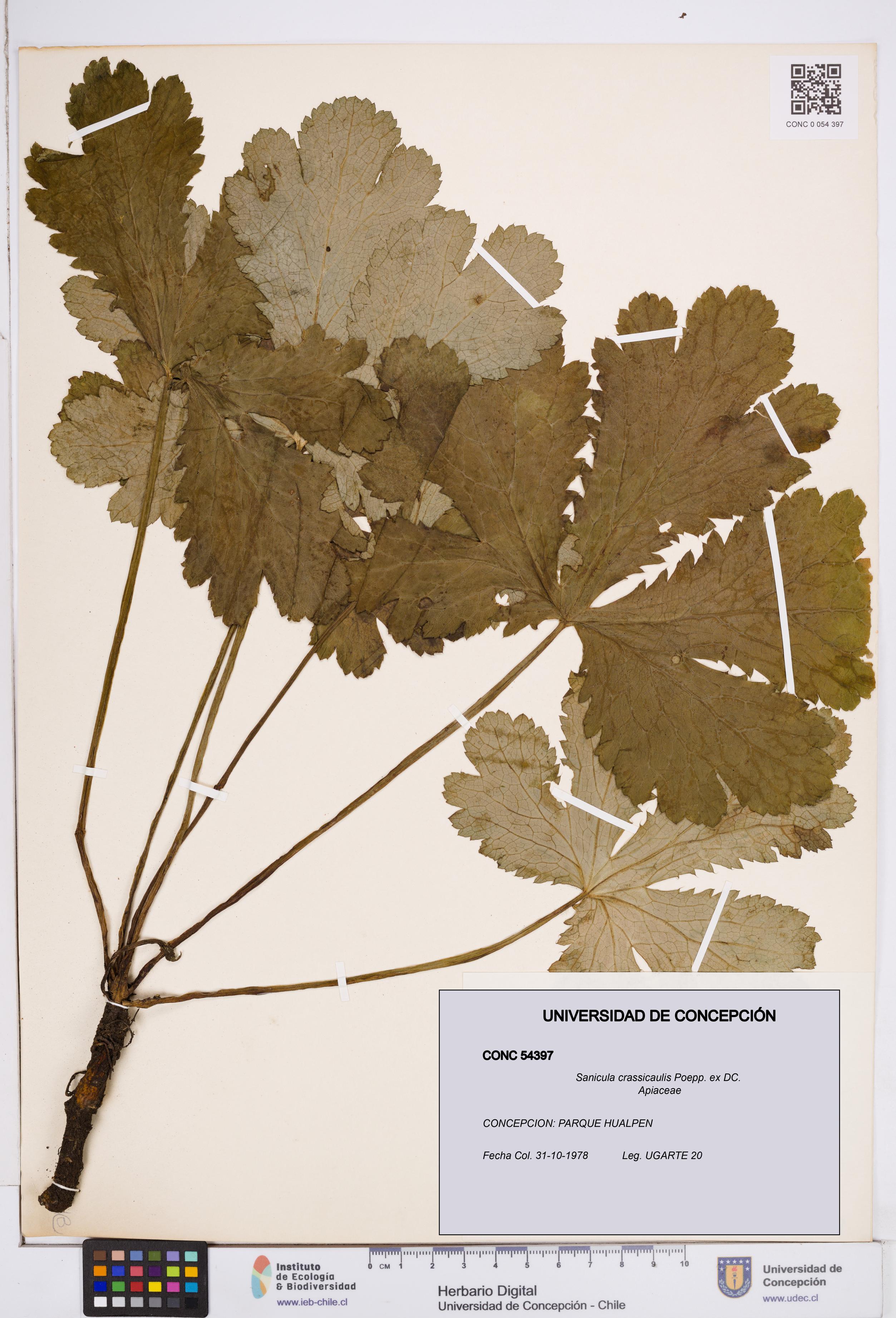 Sanicula crassicaulis [Espécimen: ]