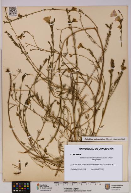 Epilobium subdentatum [Espécimen: UDEC:CONC:0054404]