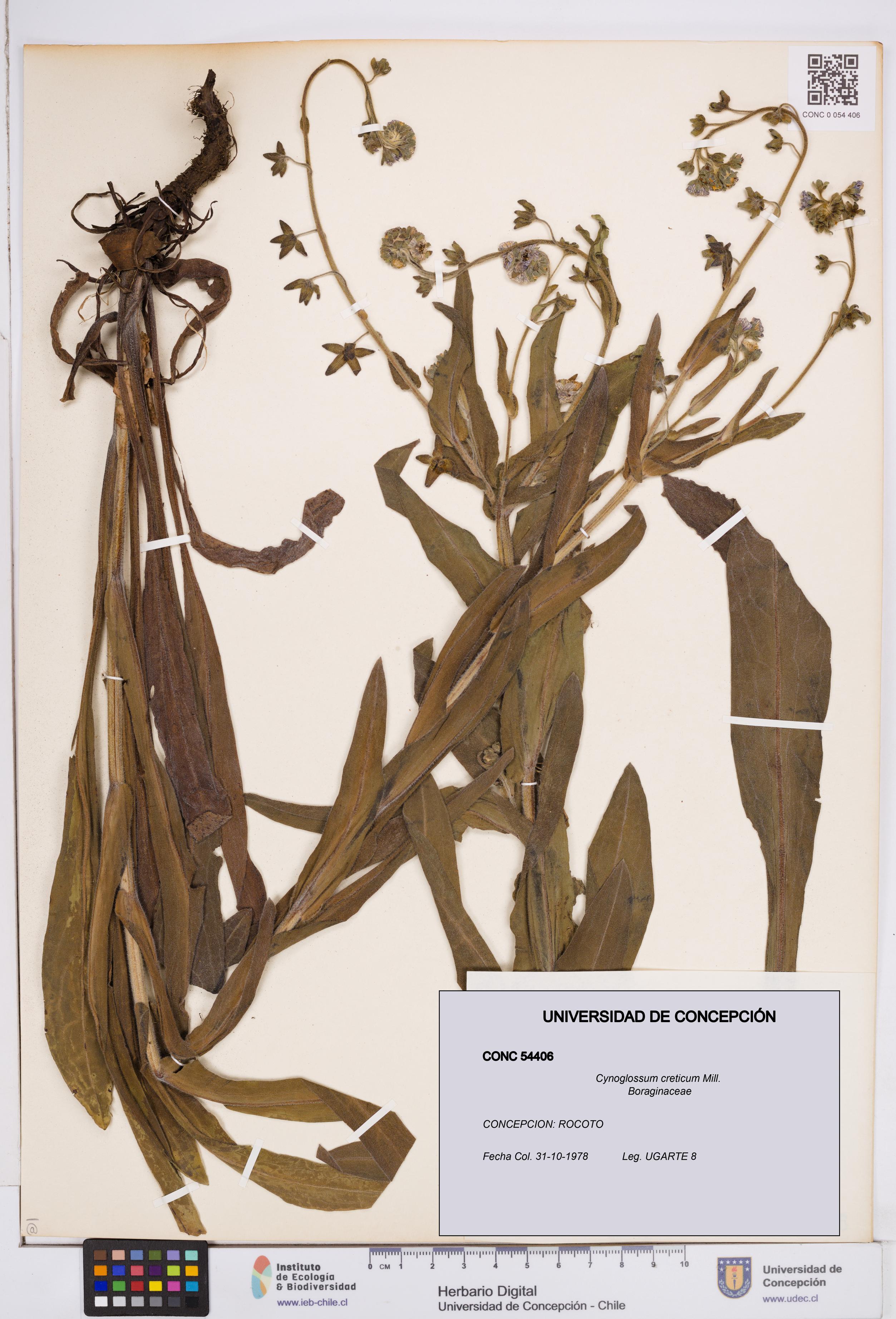 Cynoglossum creticum [Espécimen: ]