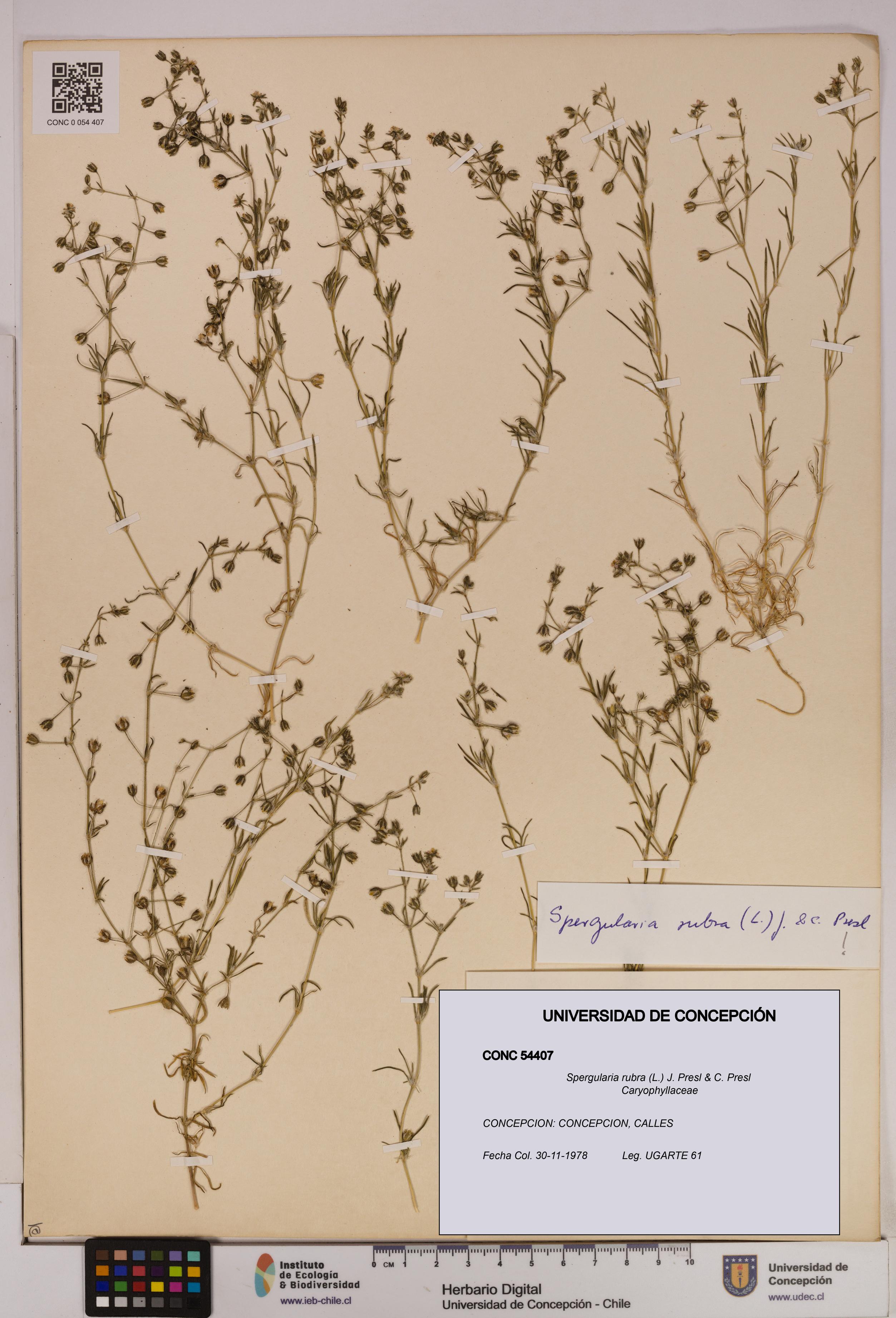 Spergularia rubra [Espécimen: UDEC:CONC:0054407]