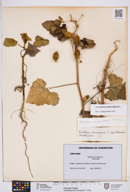 Xanthium strumarium [Espécimen: ]