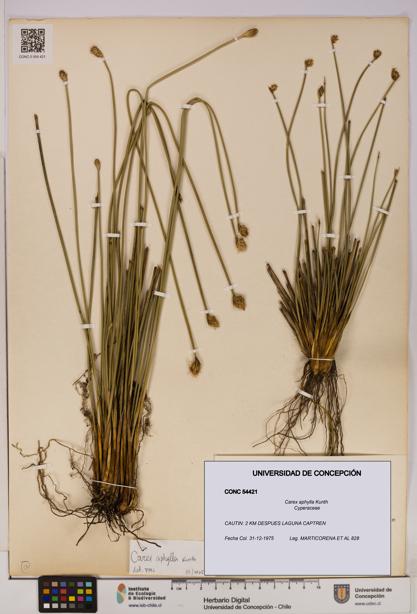 Carex aphylla [Espécimen: UDEC:CONC:0054421]