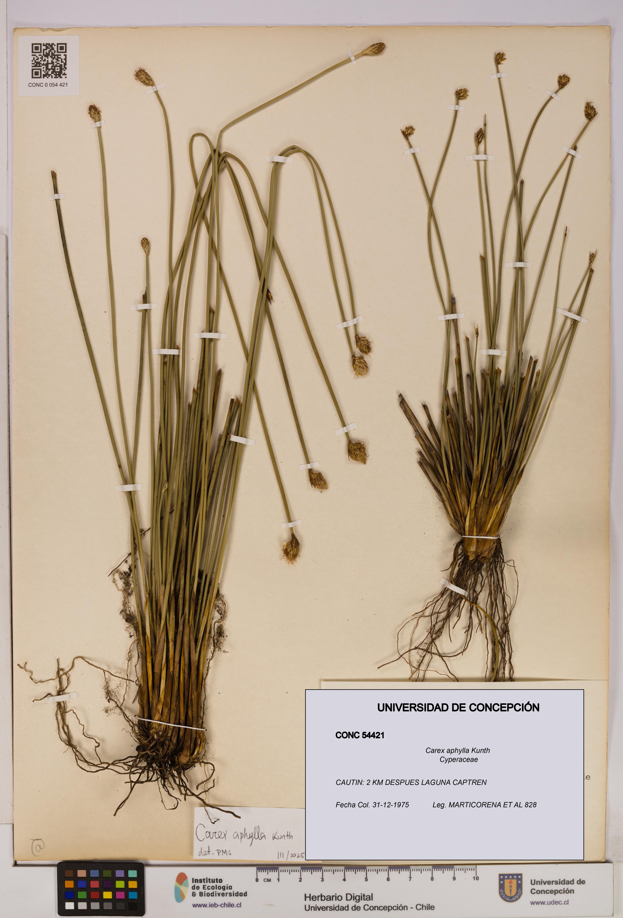 Carex aphylla [Espécimen: UDEC:CONC:0054421]