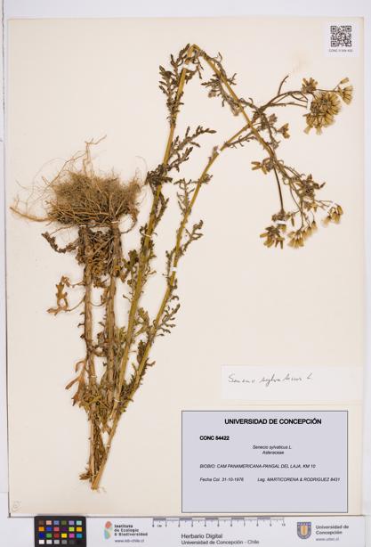 Senecio sylvaticus [Espécimen: ]