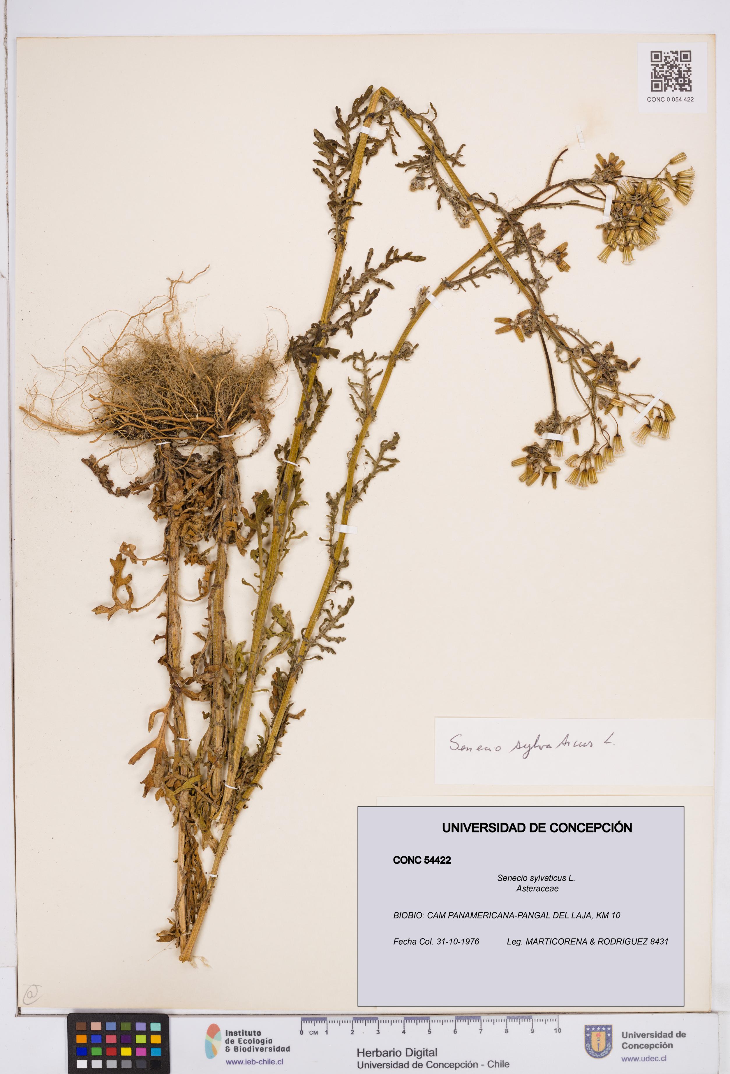 Senecio sylvaticus [Espécimen: ]