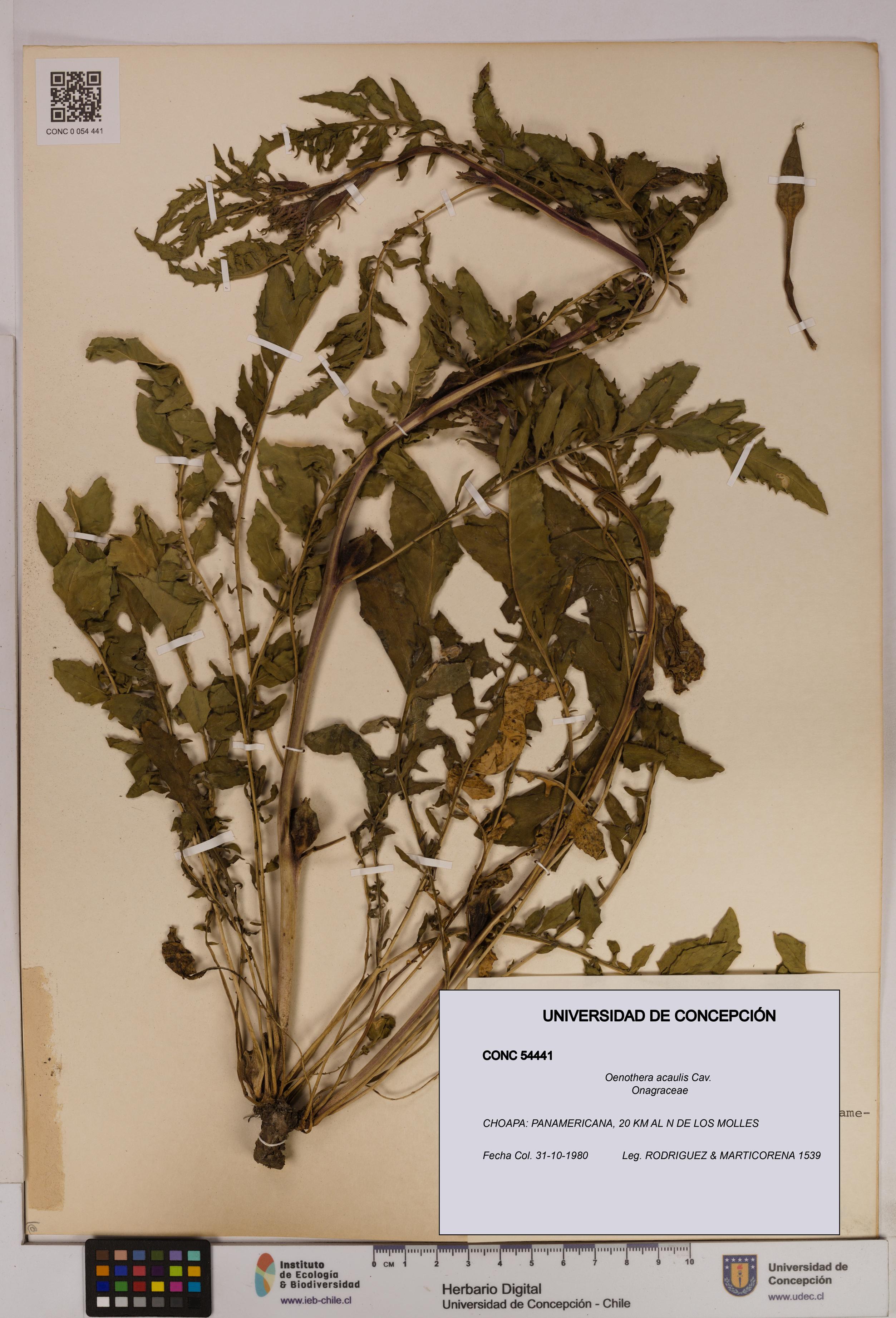 Oenothera acaulis [Espécimen: UDEC:CONC:0054441]