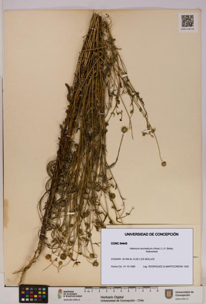 Helenium aromaticum [Espécimen: UDEC:CONC:0054443]