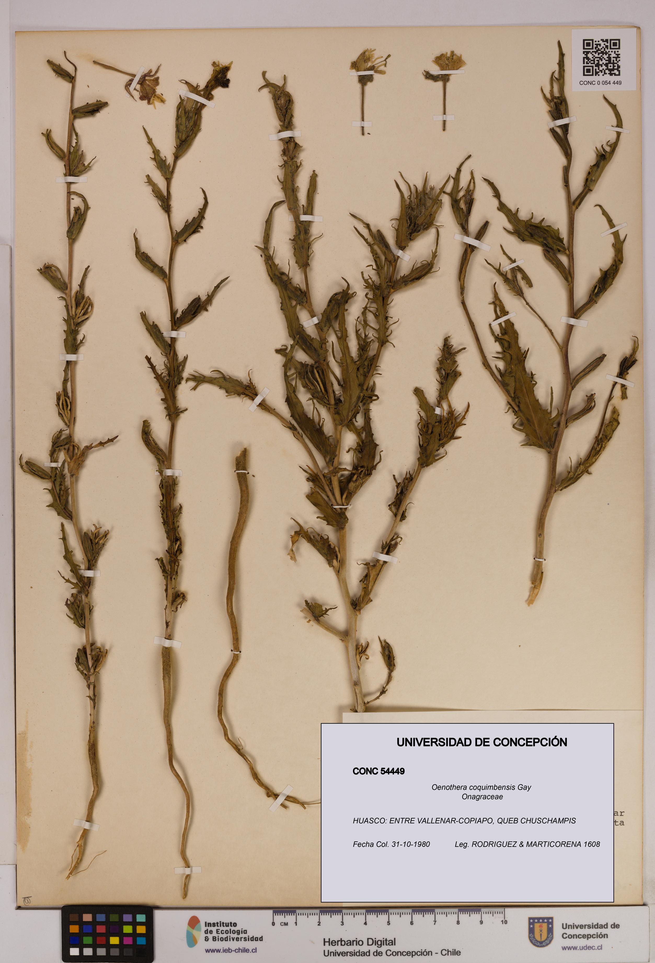 Oenothera coquimbensis [Espécimen: UDEC:CONC:0054449]