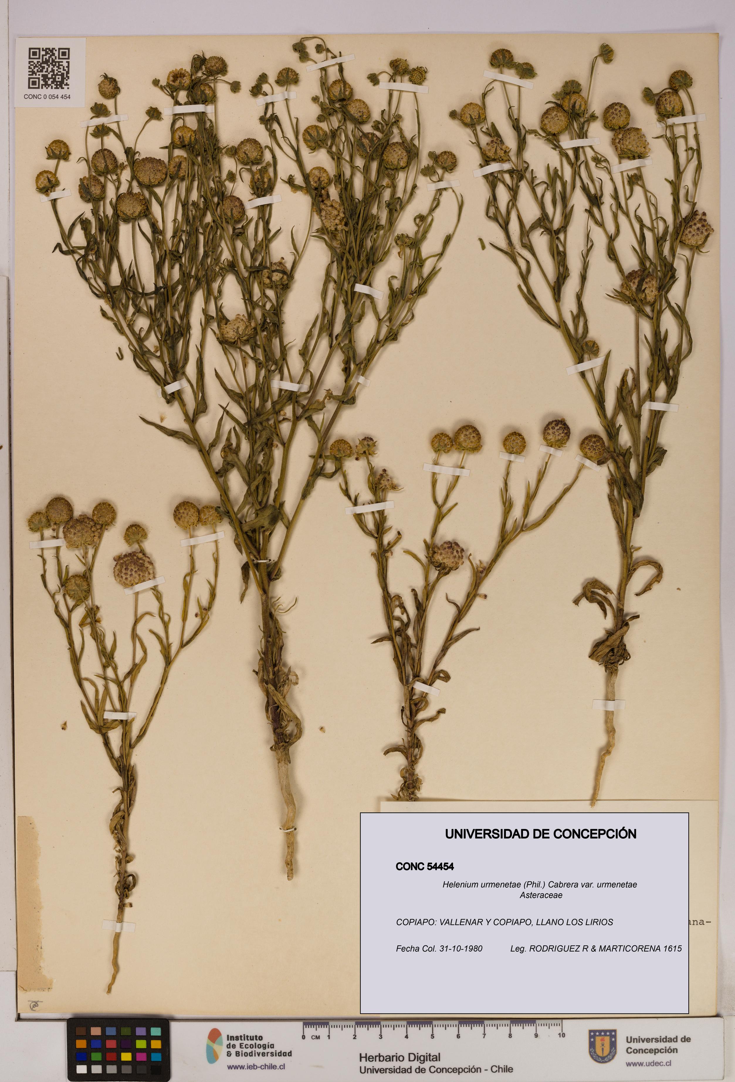 Helenium urmenetae var. urmenetae [Espécimen: UDEC:CONC:0054454]