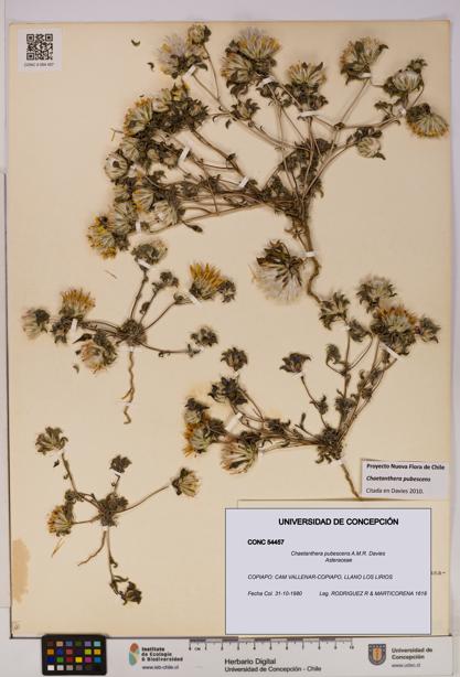 Chaetanthera pubescens [Espécimen: UDEC:CONC:0054457]