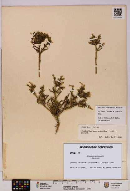 Silvaea corrigioloides [Espécimen: UDEC:CONC:0054460]