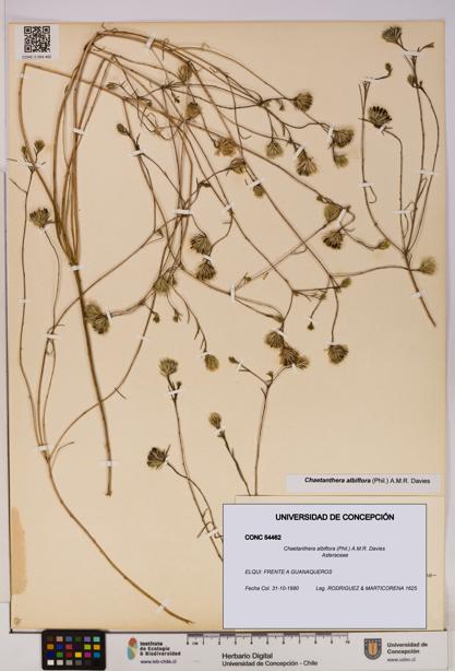 Chaetanthera albiflora [Espécimen: UDEC:CONC:0054462]