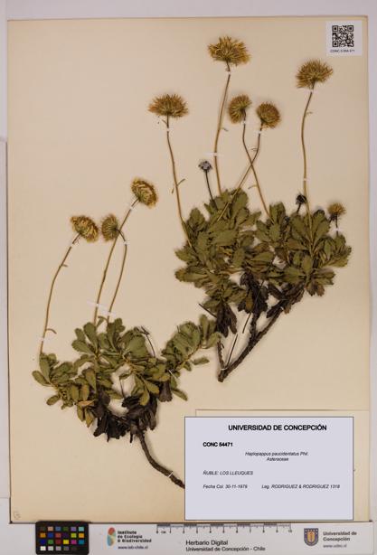 Haplopappus paucidentatus [Espécimen: UDEC:CONC:0054471]