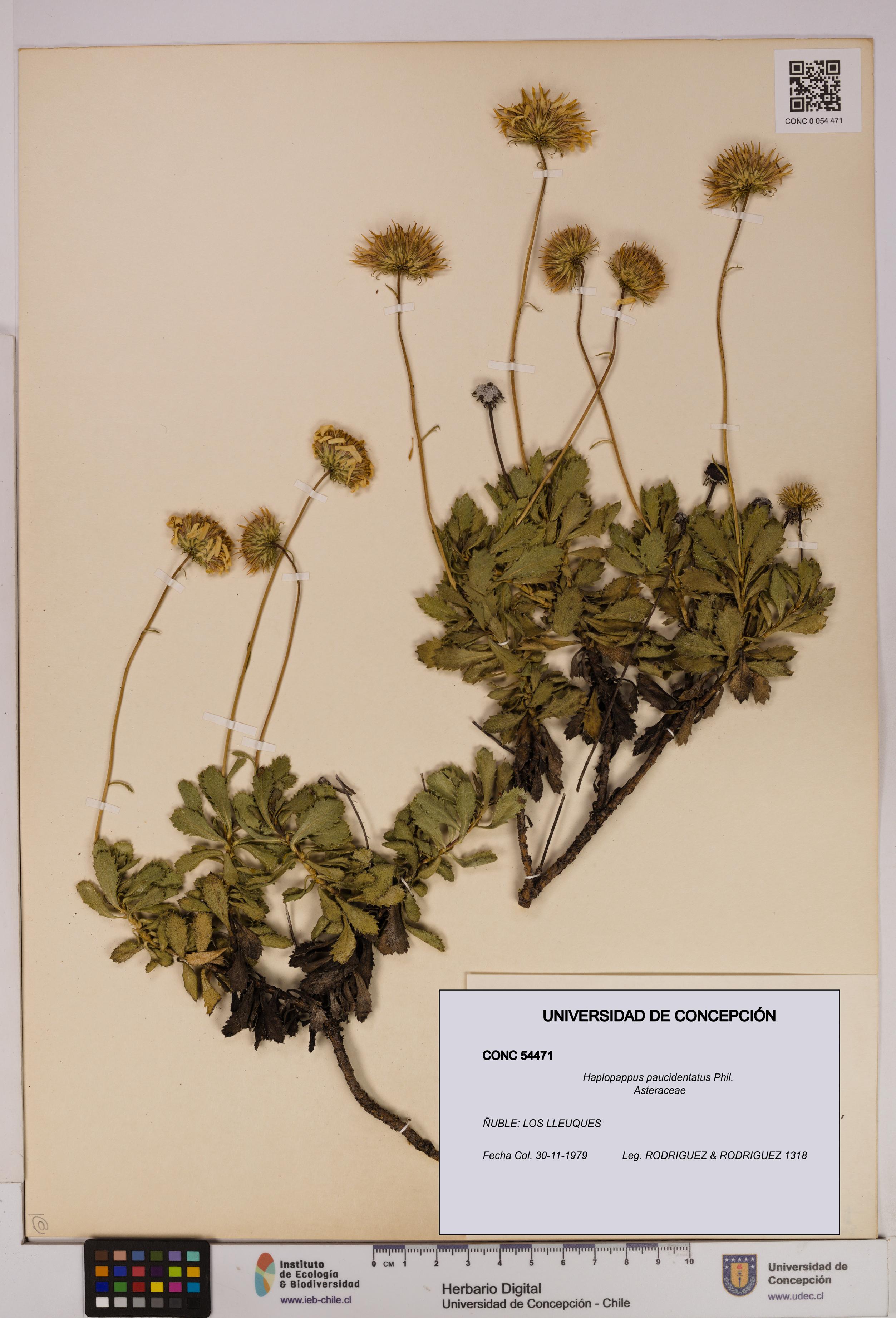 Haplopappus paucidentatus [Espécimen: UDEC:CONC:0054471]
