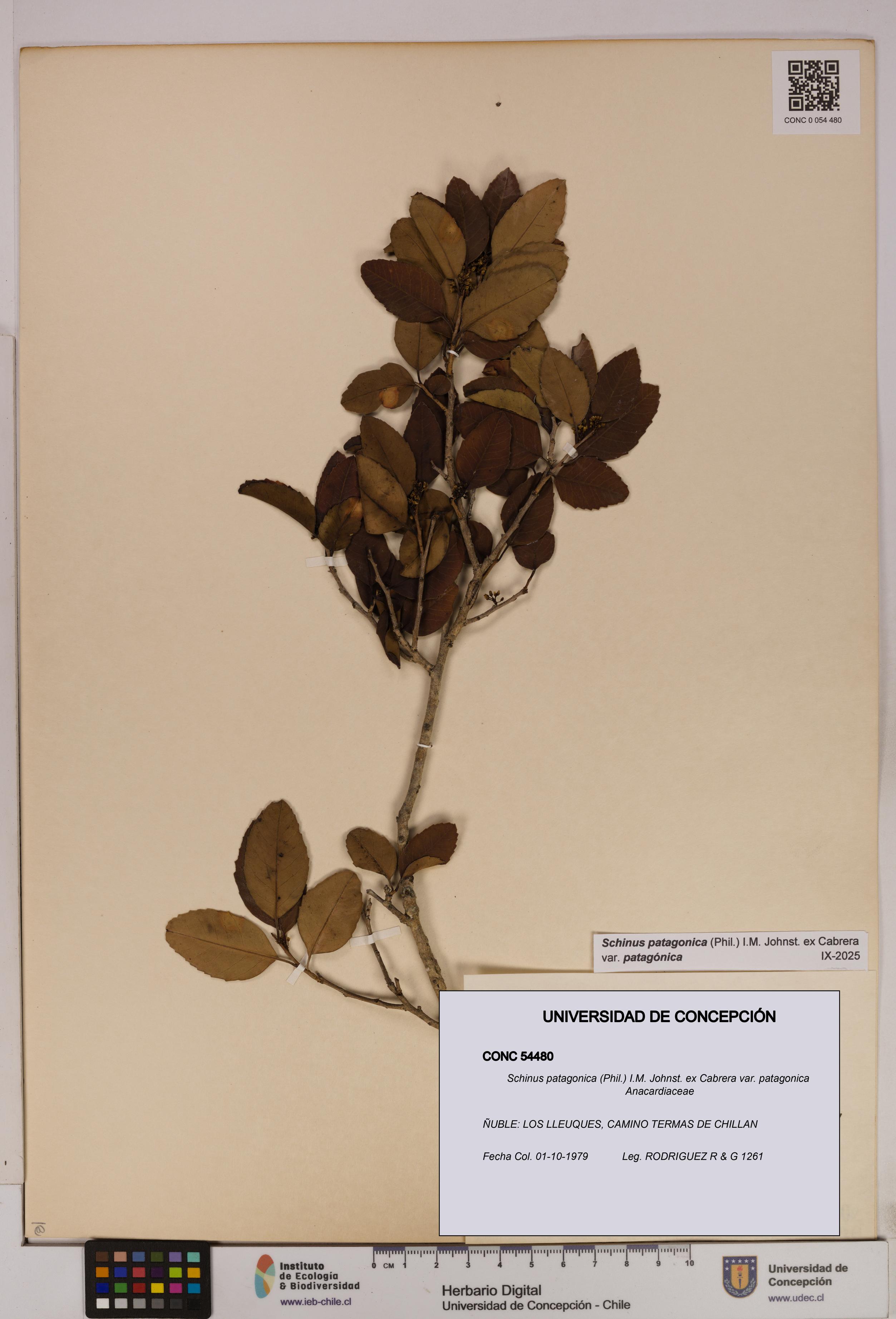 Schinus patagonica [Espécimen: UDEC:CONC:0054480]