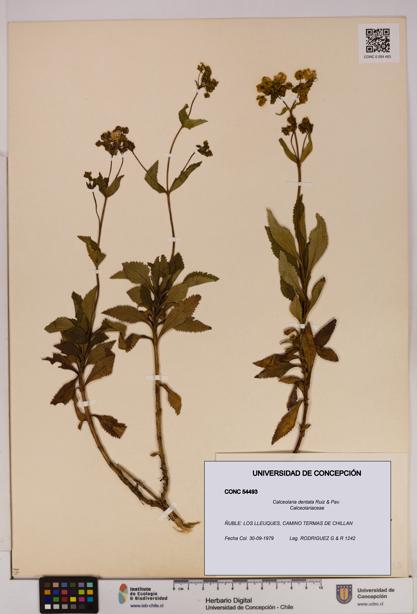 Calceolaria dentata [Espécimen: UDEC:CONC:0054493]