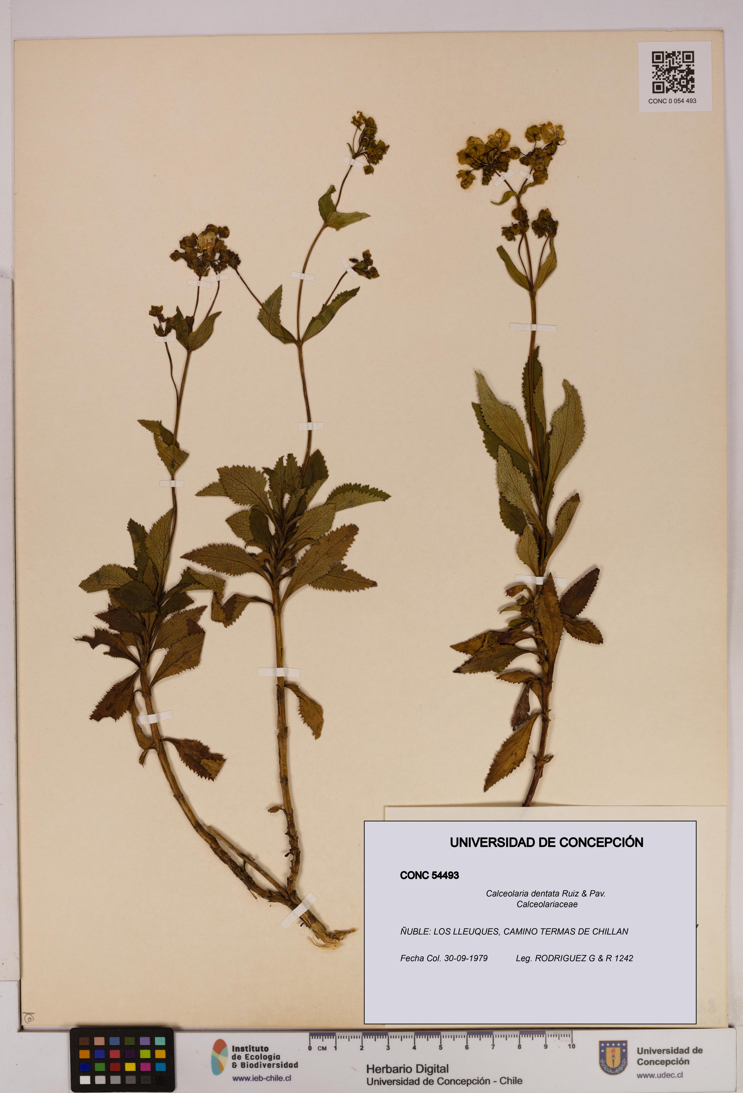 Calceolaria dentata [Espécimen: UDEC:CONC:0054493]