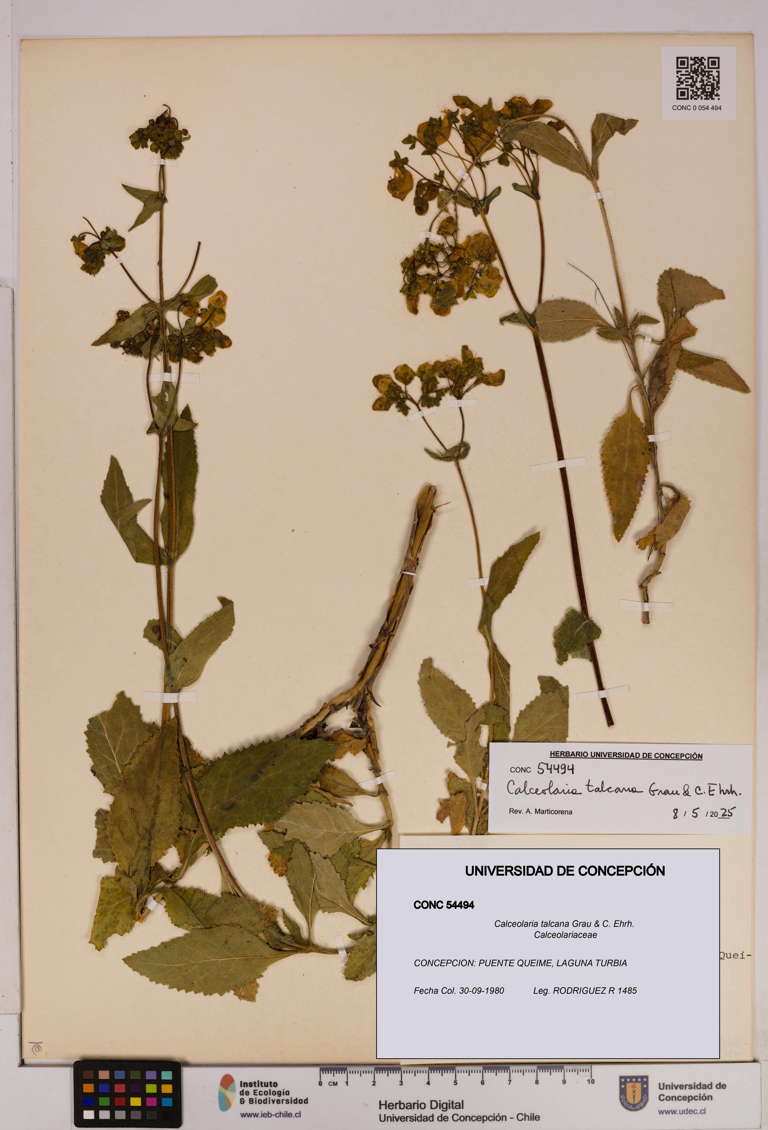 Calceolaria talcana [Espécimen: UDEC:CONC:0054494]