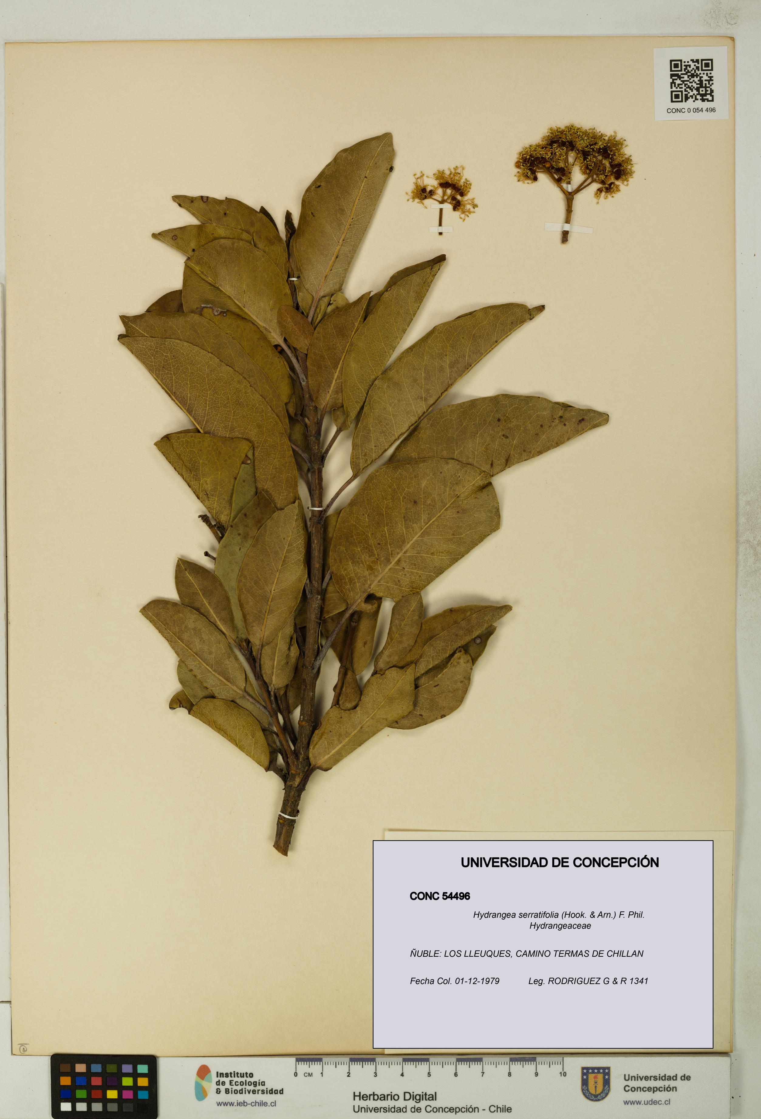 Hydrangea serratifolia [Espécimen: UDEC:CONC:0054496]