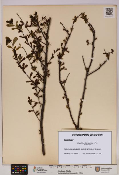 Myoschilos oblongus [Espécimen: UDEC:CONC:0054497]