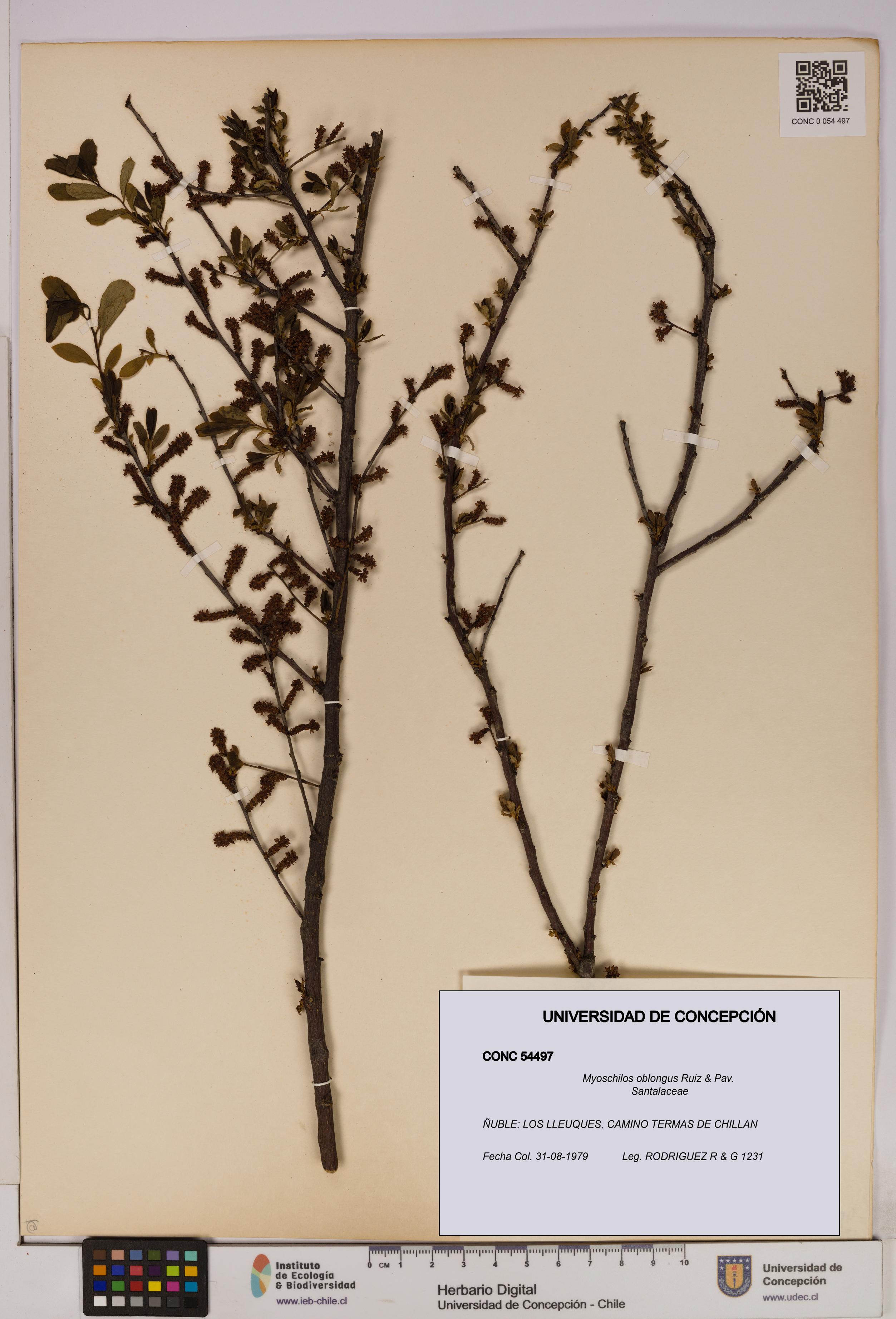 Myoschilos oblongus [Espécimen: UDEC:CONC:0054497]