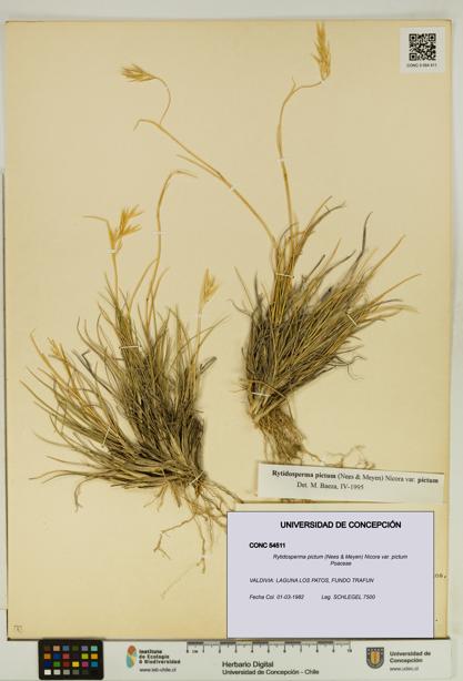 Rytidosperma pictum var. pictum [Espécimen: UDEC:CONC:0054511]