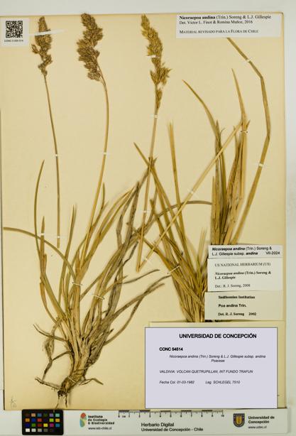 Nicoraepoa andina subsp. andina [Espécimen: UDEC:CONC:0054514]