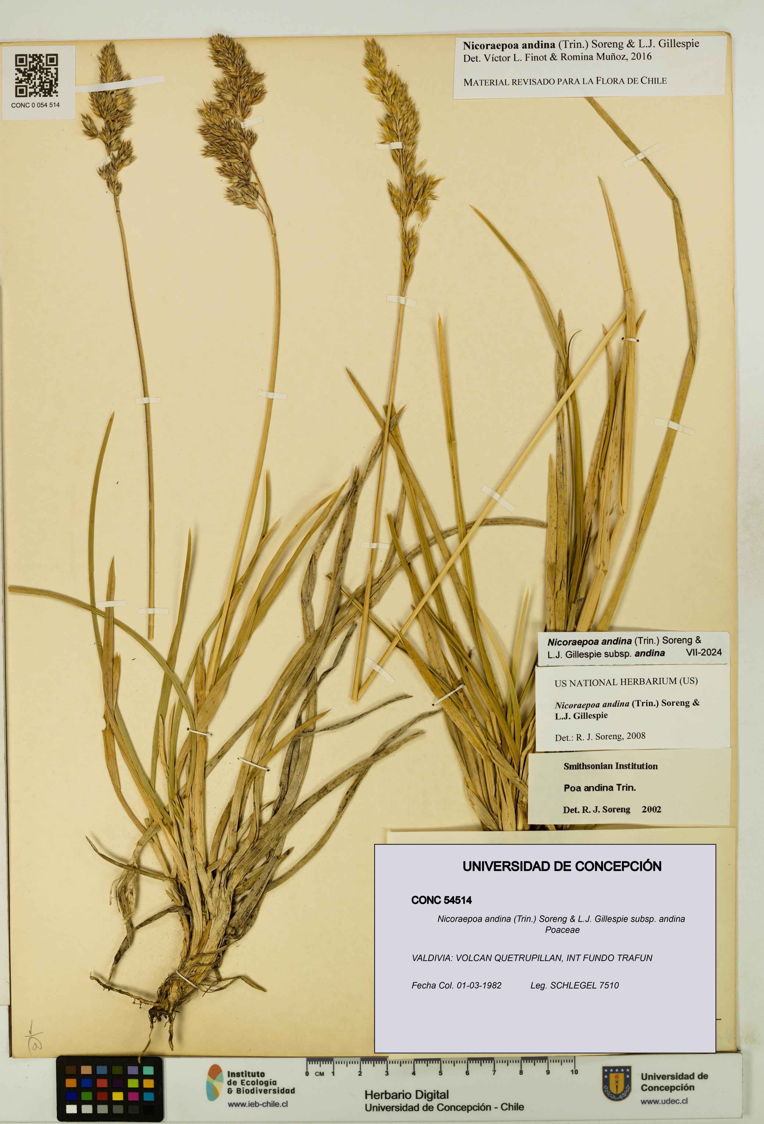Nicoraepoa andina subsp. andina [Espécimen: UDEC:CONC:0054514]