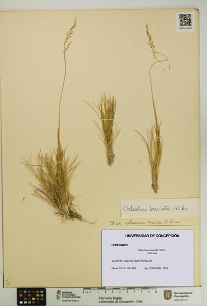 Ortachne breviseta [Espécimen: UDEC:CONC:0054515]