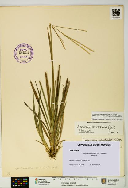 Axonopus compressus [Espécimen: UDEC:CONC:0054534]