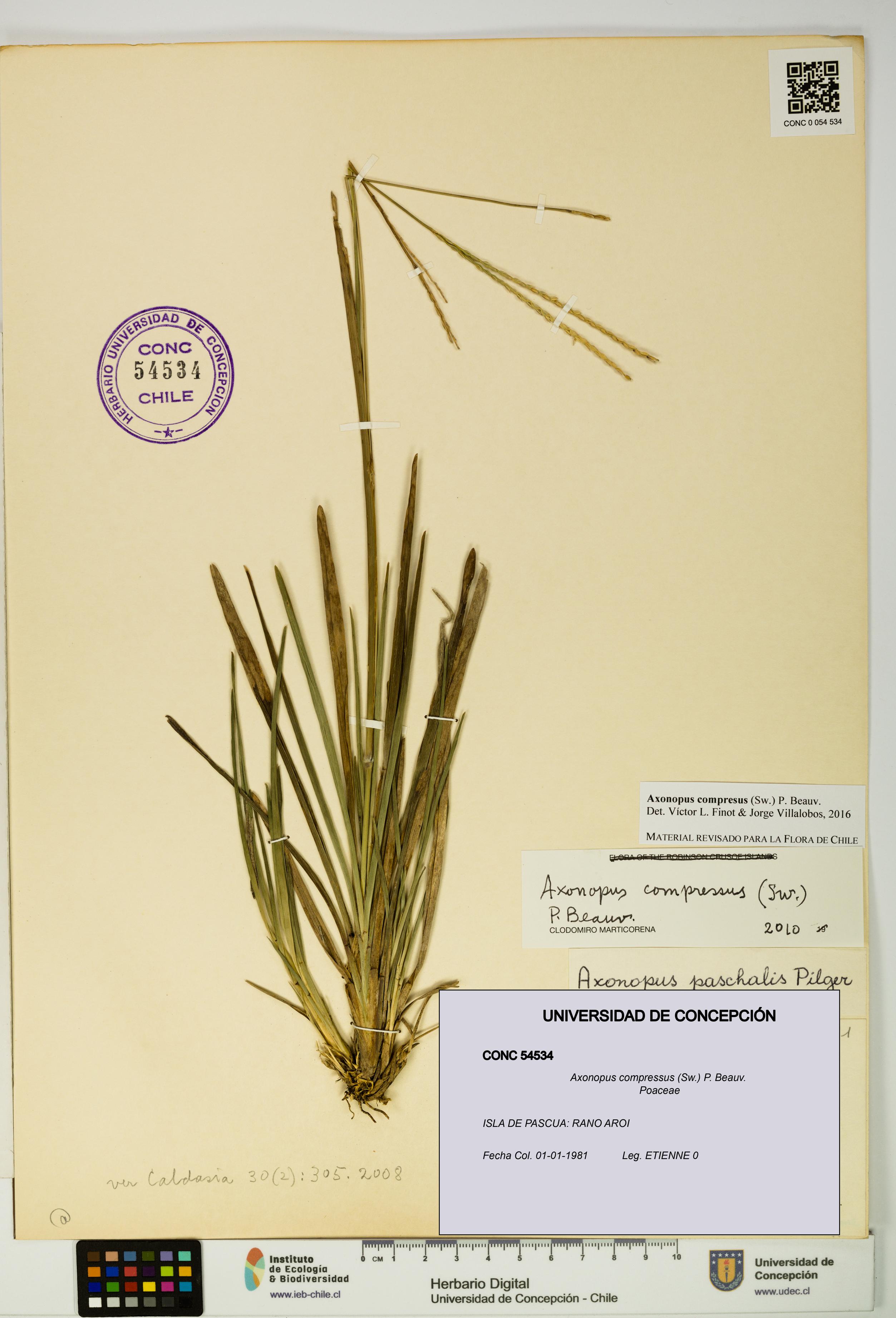 Axonopus compressus [Espécimen: UDEC:CONC:0054534]