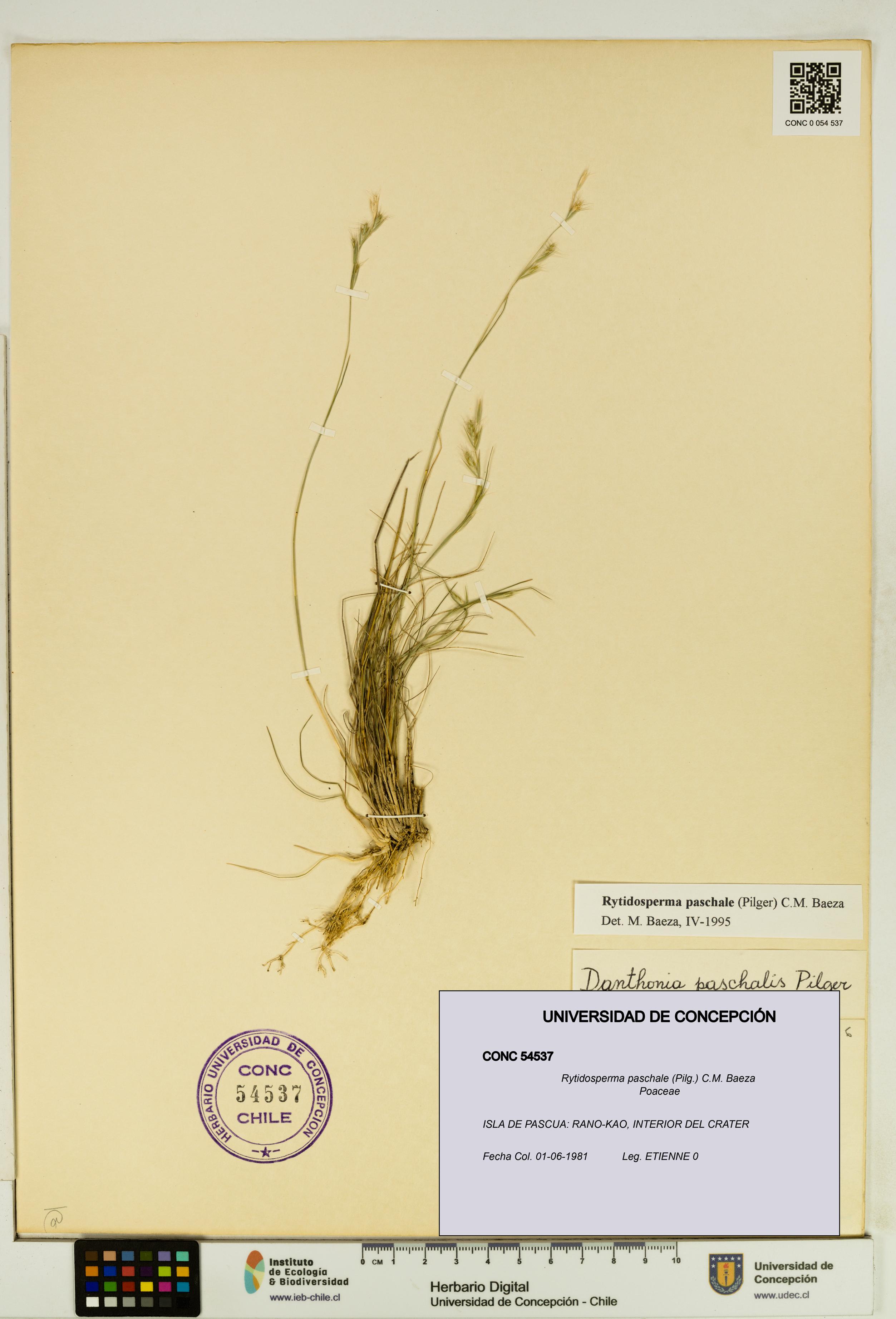 Rytidosperma paschale [Espécimen: UDEC:CONC:0054537]