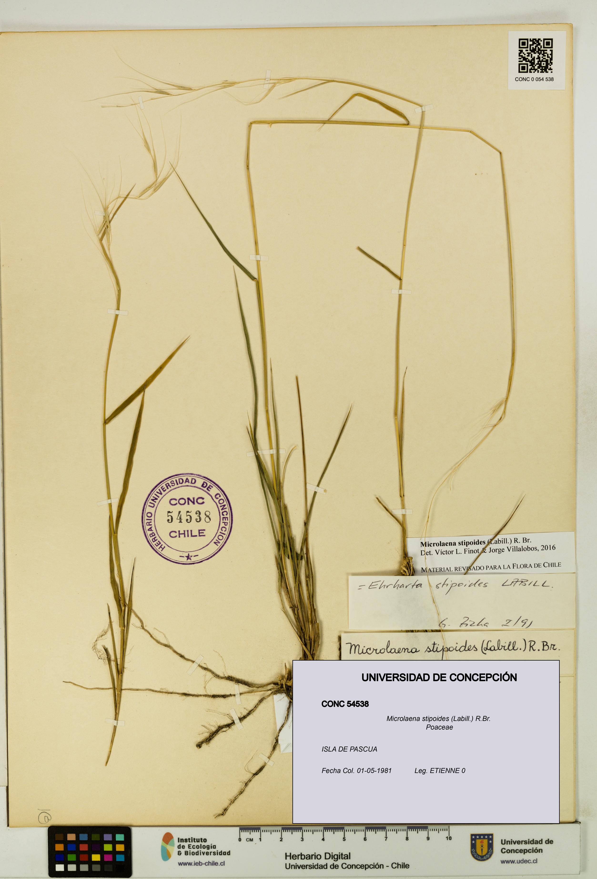 Microlaena stipoides [Espécimen: UDEC:CONC:0054538]