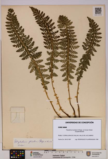 Polystichum plicatum [Espécimen: UDEC:CONC:0054548]