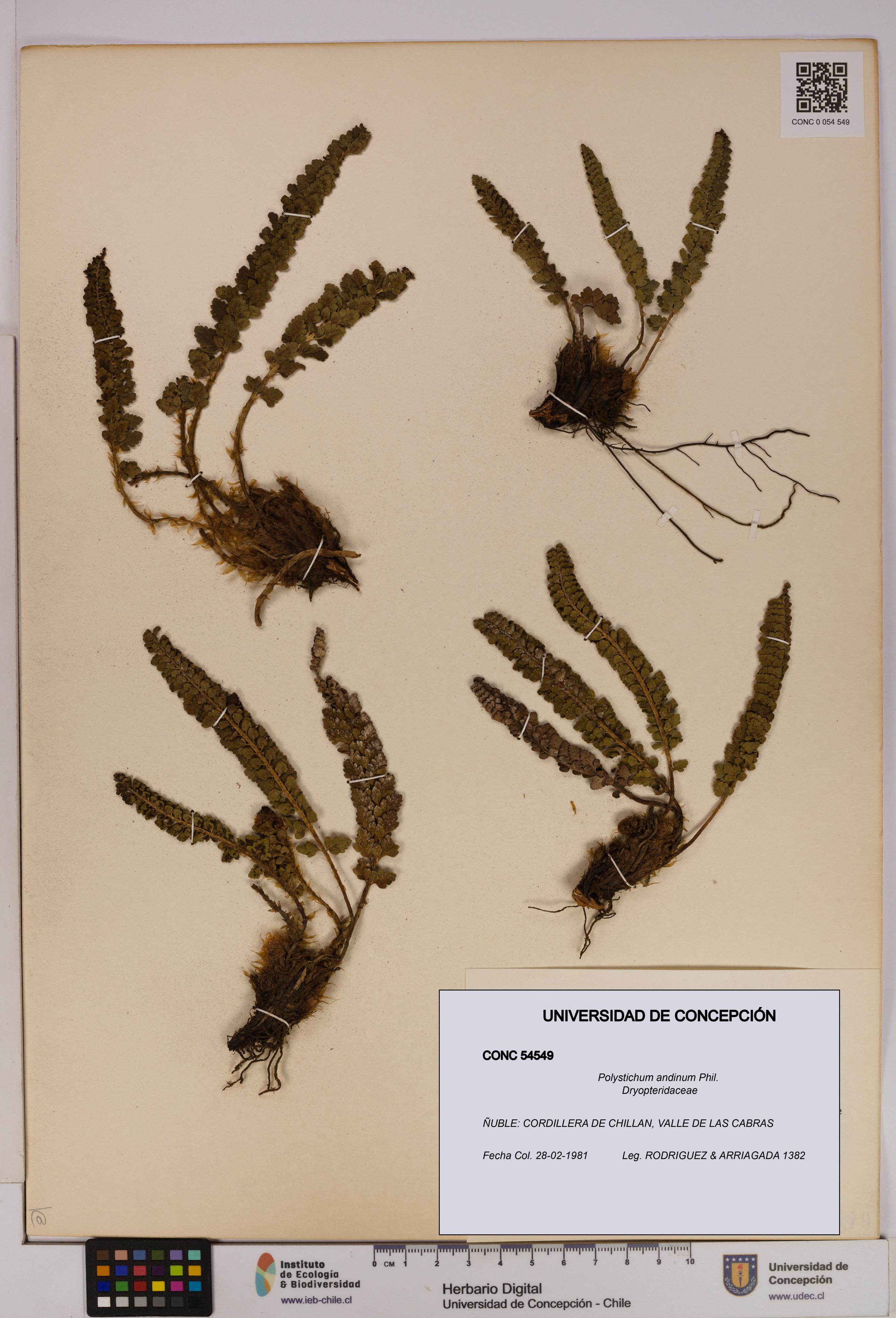 Polystichum andinum [Espécimen: UDEC:CONC:0054549]