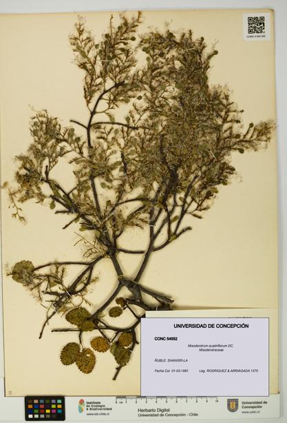 Misodendrum quadriflorum [Espécimen: UDEC:CONC:0054552]