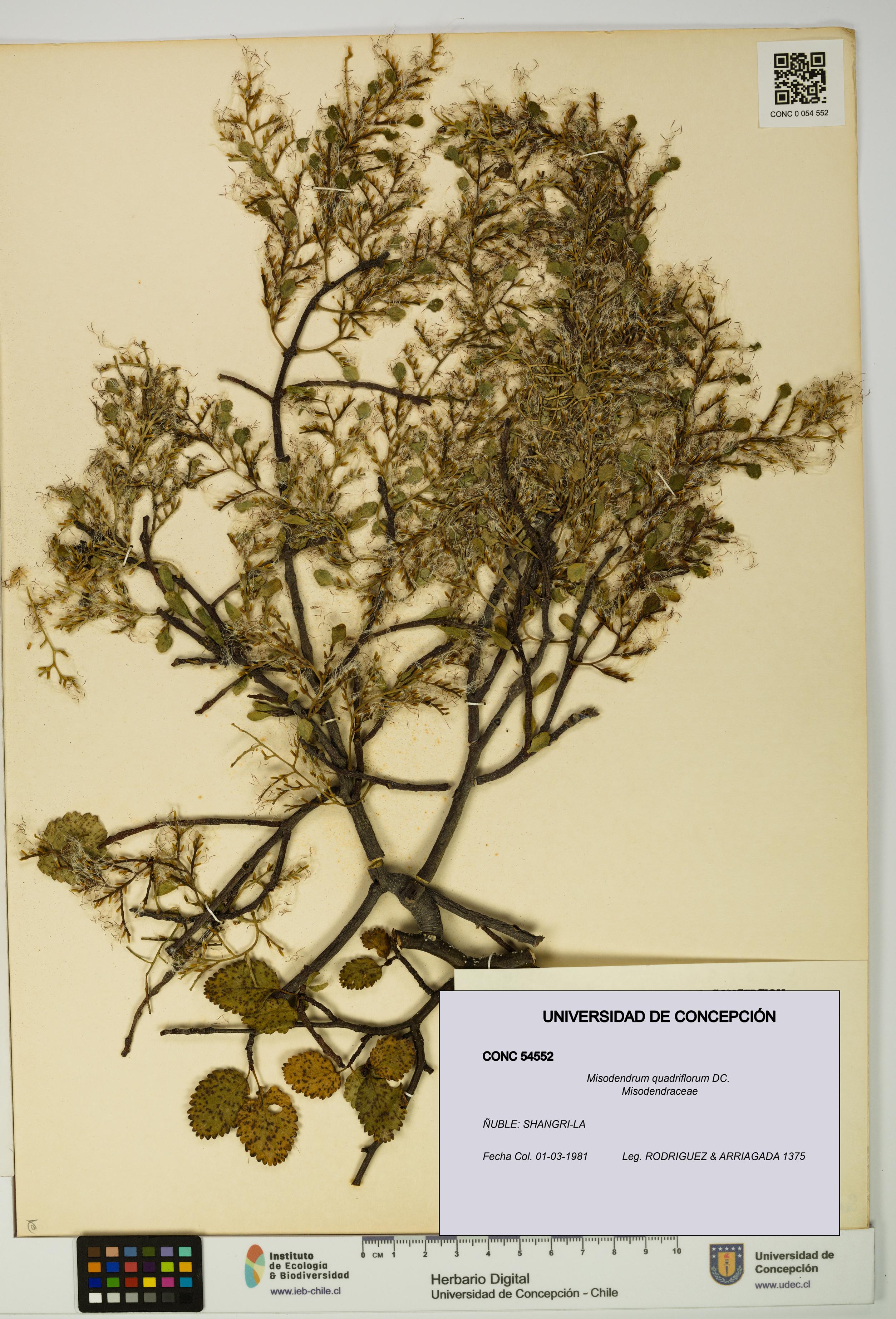 Misodendrum quadriflorum [Espécimen: UDEC:CONC:0054552]
